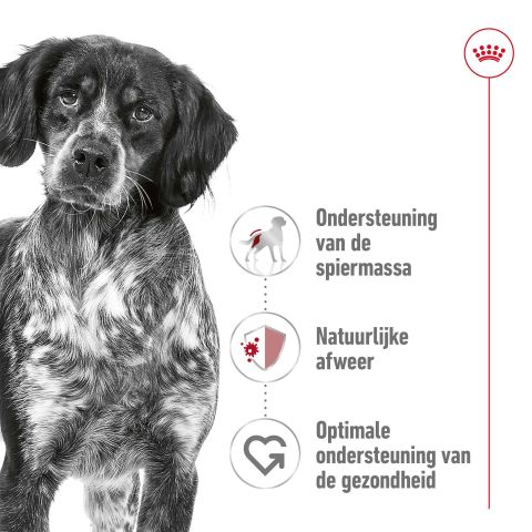 Royal Canin SHN Medium Adult - Hondenvoer - Gevogelte - 10 kg