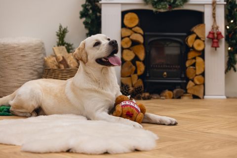 Beeztees Winter Kalkoen - Knuffel - Hondenspeelgoed - Beige - 30 X 18 X 13 CM