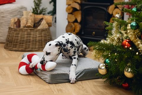 Beeztees Zuurstok Kerst Knuffel - Hondenspeelgoed - Rood - 50 x 21 x 7 cm - 1 stuk