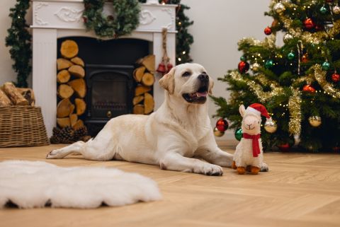 Beeztees Pluche Kerst  Lama Knuffel - Hondenspeelgoed - Wit - 29x20x11cm