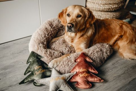 Designed By Lotte Kerstboom Knuffel - Hondenspeelgoed - Groen - 27x27x3 cm