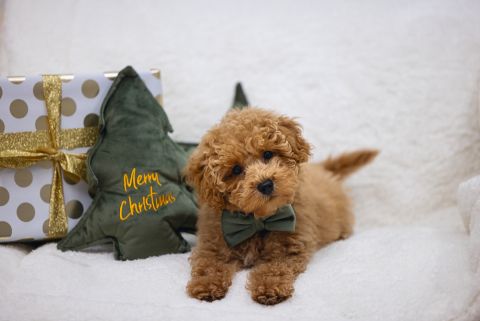 Designed By Lotte Kerstboom Knuffel - Hondenspeelgoed - Groen - 27x27x3 cm