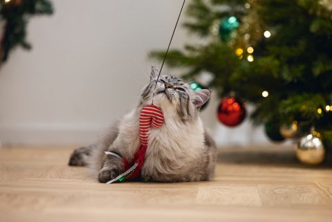 Beeztees Kattenhengel Zuurstok - Kattenspeeltje - Multi - 40 cm - 1 stuk