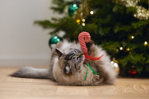 Beeztees Kattenhengel Zuurstok - Kattenspeeltje - Multi - 40 cm - 1 stuk