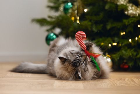 Beeztees Kattenhengel Zuurstok - Kattenspeeltje - Multi - 40 cm - 1 stuk