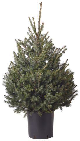 Omorika in pot - Kerstboom - 80-100 cm