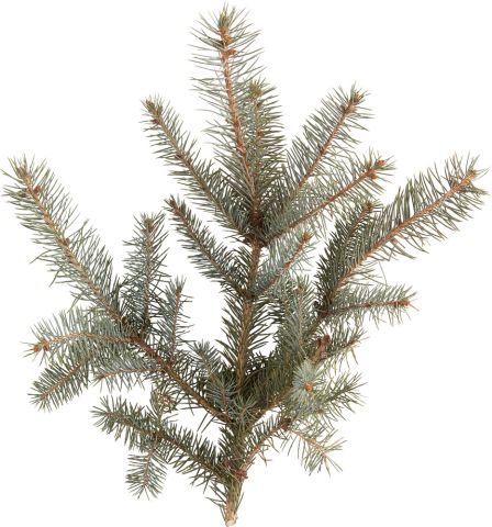 Omorika in pot - Kerstboom - 80-100 cm