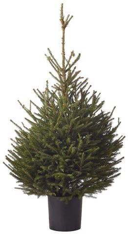Fijnspar in pot - Kerstboom - 125-150 cm