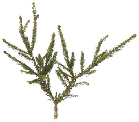 Fijnspar in pot - Kerstboom - 125-150 cm