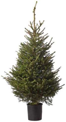 Fijnspar in pot - Kerstboom - 150-175 cm