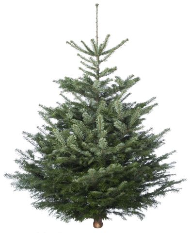 Nordmann gezaagd - Kerstboom - 125-150 cm