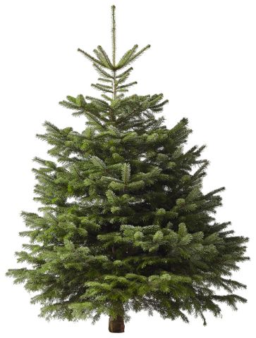 Nordmann gezaagd - Kerstboom - 150-175 cm