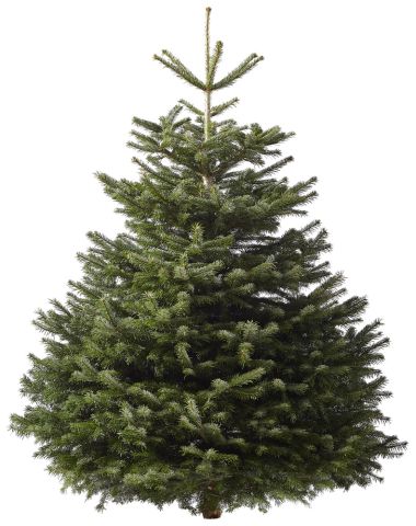 Nordmann gezaagd - Kerstboom - 175-200 cm