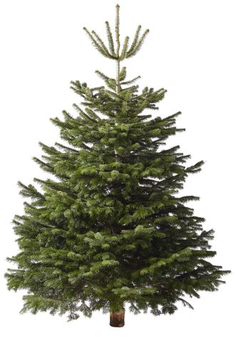 Nordmann gezaagd - Kerstboom - 225-250 cm