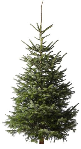 Nordmann gezaagd - Kerstboom - 300+ cm