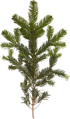 Nordmann gezaagd - Kerstboom - 300+ cm