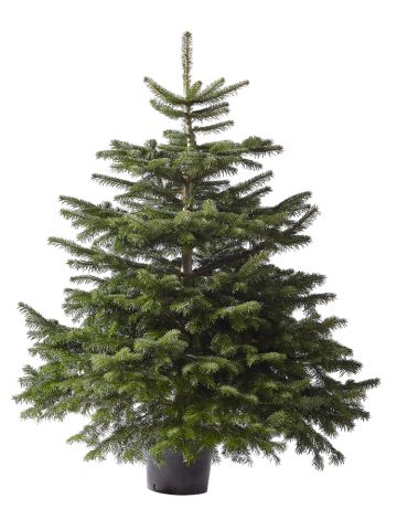 Nordmann in pot - Kerstboom - 150-175 cm