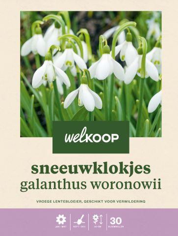 Welkoop Sneeuwklokje Galanthus Woronowii  - Bloembollen - Wit - 30 stuks