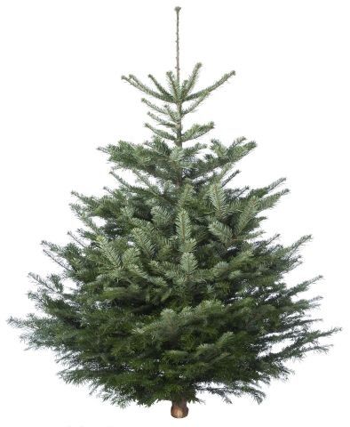 Nordmann gezaagd - Kerstboom - 100-125 cm