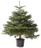 Nordmann in pot - Kerstboom - 125-150 cm