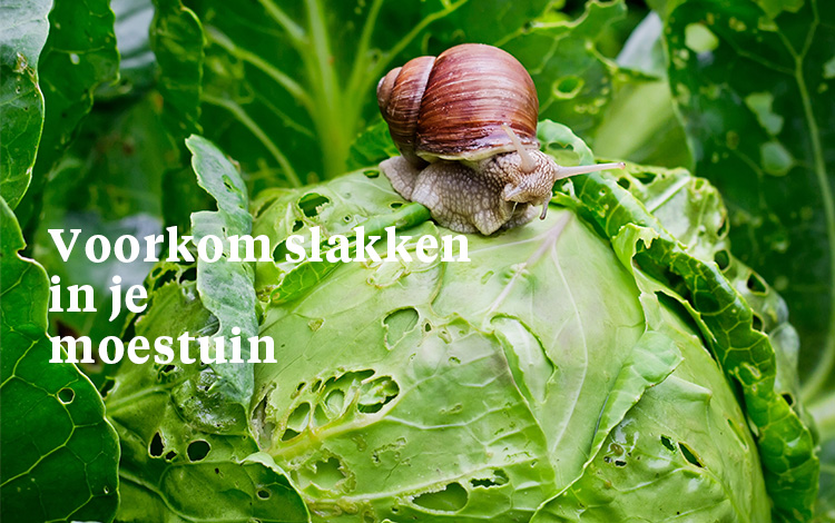 Slakken voorkomen