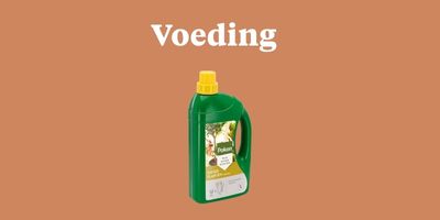 Plantenvoeding