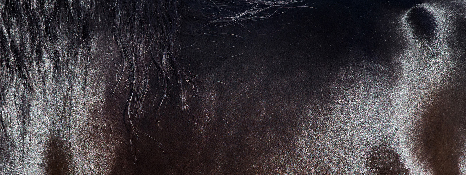 paard scheren