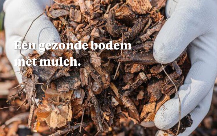 Mulchen - wat is het en hoe doe je het