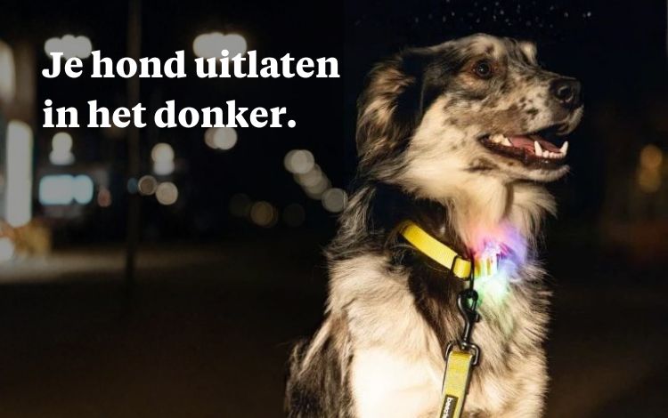 Vogels voeren - Geluksvogels