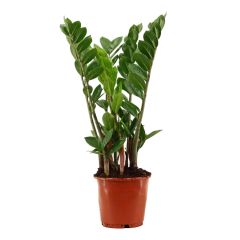 Zamioculcas (ZZ plant) - Kamerplant - ⌀ 14 cm