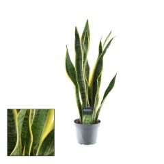 Sanseveria (vrouwentong) Breedbladig - Kamerplant - ⌀ 12 cm