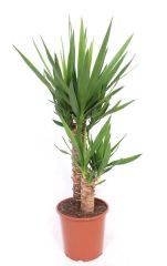Yucca (palmlelie) - Kamerplant - ⌀ 21 cm