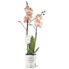 Orchidee (Phalaenopsis Flower Symphonie) - Kamerplant - Meerkleurig - ⌀ 12 cm