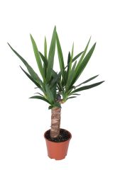 Yucca (palmlelie) - Kamerplant - ⌀ 14 cm