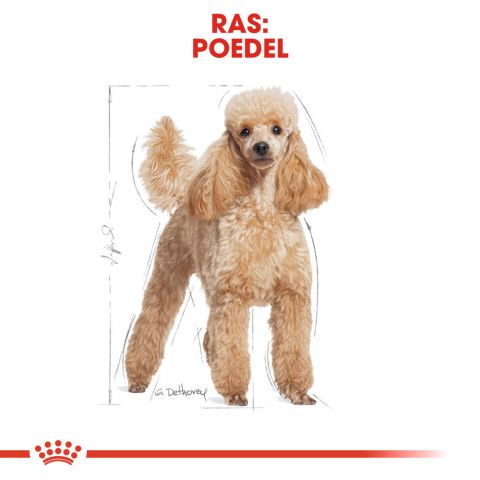 Royal Canin Poedel Adult  - Hondenvoer - 7,5 kg