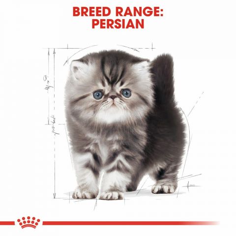 Royal Canin Persian Kitten - Kattenvoer - 10 kg