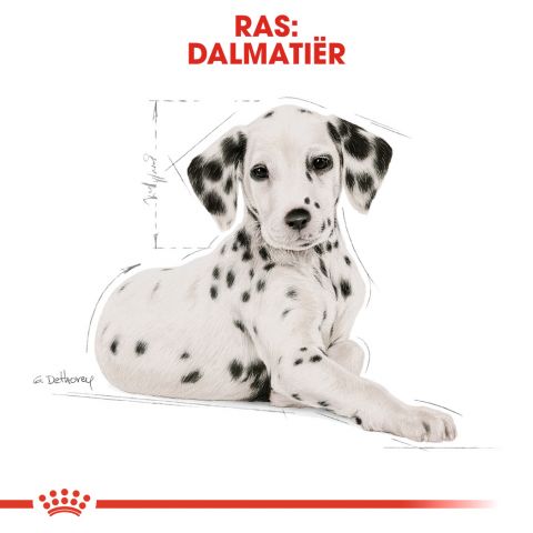 Royal Canin Dalmatian  Junior - Hondenvoer - 12 kg