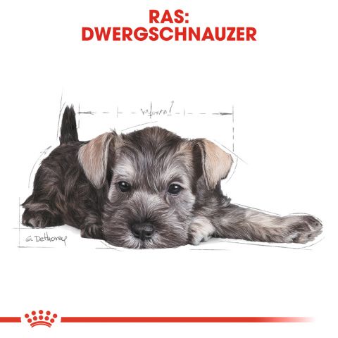 Royal Canin Mini Schnauzer Junior - Hondenvoer - 1,5 kg