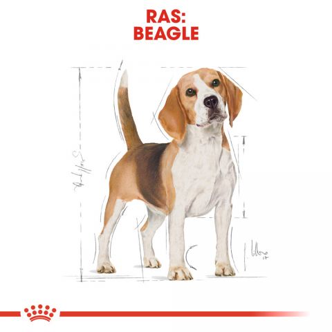 Royal Canin Beagle Adult - Hondenvoer - 12 kg