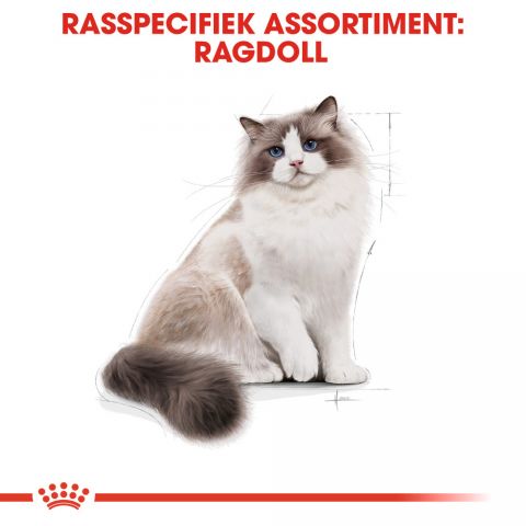 Royal Canin Ragdoll Adult - Kattenvoer - 10 kg
