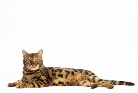Royal Canin Bengal Adult - Kattenvoer - 10 kg
