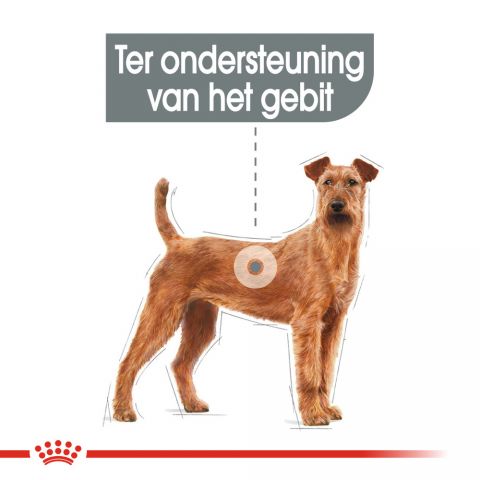 Royal Canin Dental Care Medium - Hondenvoer - 10 kg