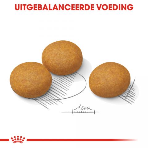 Royal Canin Dermacomfort Maxi Adult - Hondenvoer - 12 kg