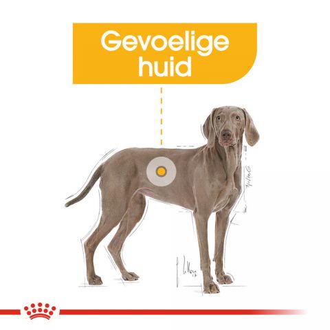 Royal Canin Dermacomfort Maxi Adult - Hondenvoer - 12 kg