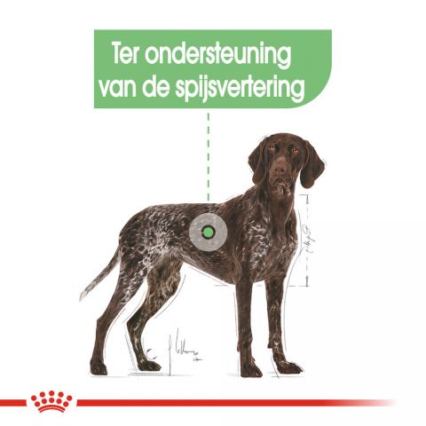 Royal Canin Digestive Care Maxi Adult - Hondenvoer - 12 kg