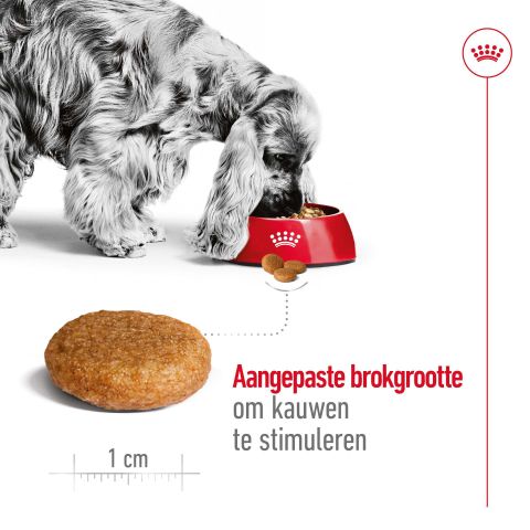 Royal Canin Medium Adult - Hondenvoer - 12 kg