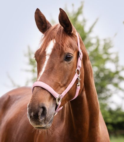 Waldhausen Luxe - Halster - Roze