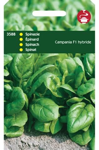 Hortitops Spinazie Spinacia oleracea Campania F1 - 50 Gram - Spinazie - 50 gram