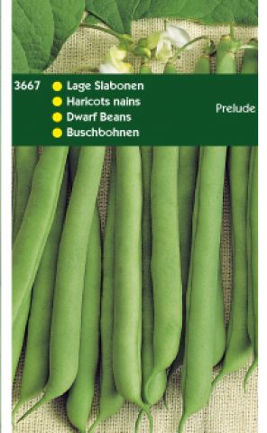 Hortitops Stamslabonen Phaseolus vulgaris Prelude - Groentezaden - 250 gram