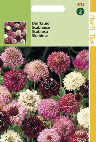 Hortitops Duifkruid Scabiosa atropurpurea<br />
 - Bloemzaden - 0,5 gram